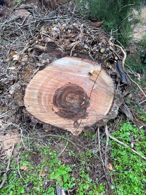 Fresh log end after the storm