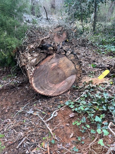 The storm-downed butt log